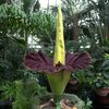 Time To Inhale: NYBG's Stinky Corpse Flower Is Blooming NOW